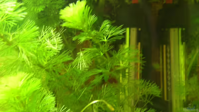 Heizstab von Patricia Simon (5)