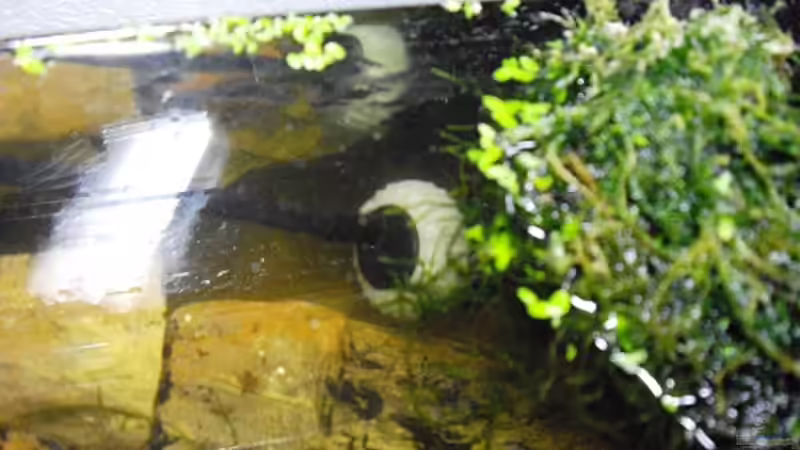 Heizstab von Yvonne Storms (8)