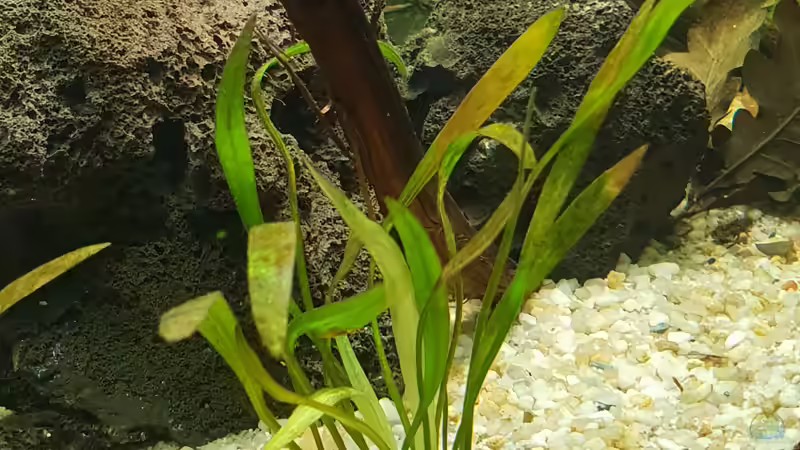 Helanthium bolivianum im Aquarium (Einrichtungsbeispiele mit Breitblättrige Zwergschwertpflanze)