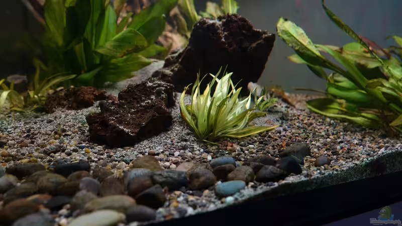 Helanthium bolivianum ´Aquadricostatus´ von Philip (23)