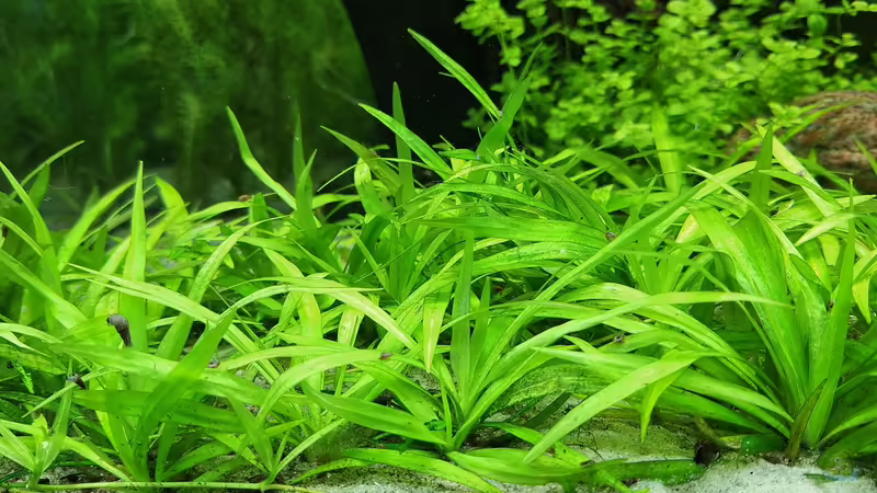 Helanthium bolivianum im Aquarium (Einrichtungsbeispiele mit Breitblättrige Zwergschwertpflanze)
