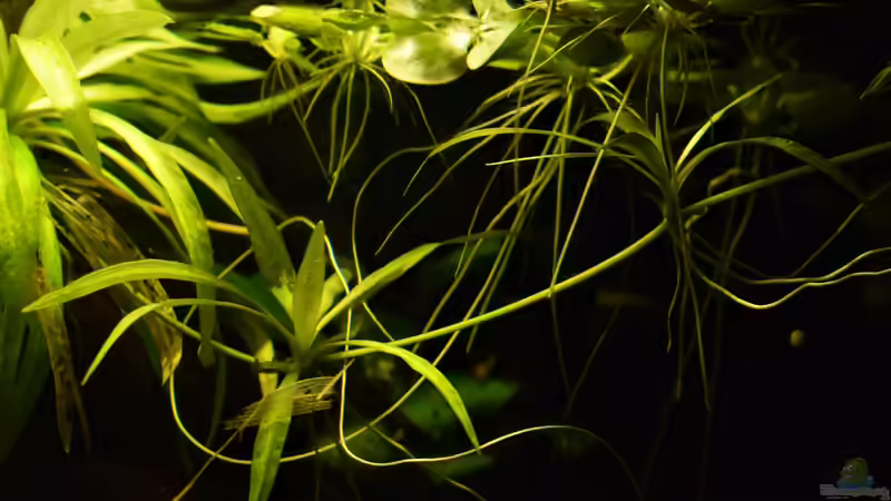Helanthium Quadricostatus Ausläufer von David Schneider Aquaristik (13)