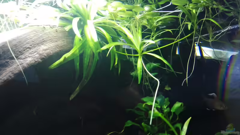 Helanthium Quadricostatus Ausläufer von David Schneider Aquaristik (16)