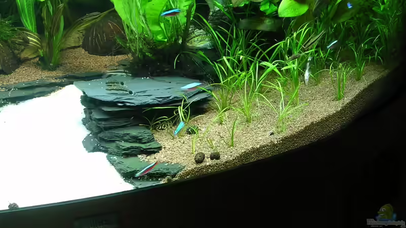 Helanthium tenellum - nach dem entfernen fast aller veralgten Exemplare (20.09.2011) von Christian Grunwald (29)