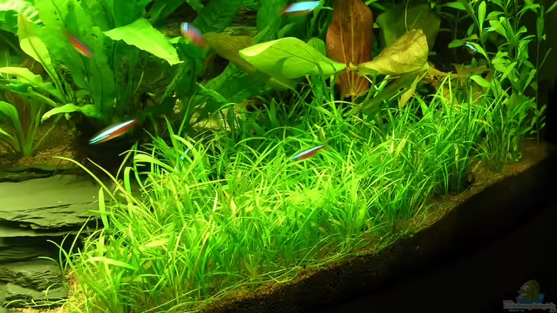 Helanthium tenellum im Aquarium (Einrichtungsbeispiele mit Grasartige Zwergschwertpflanze)