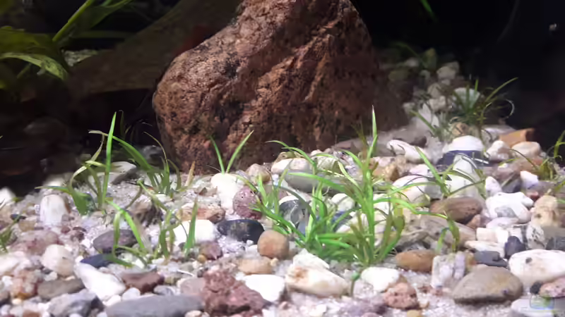 Helanthium tenellum im Aquarium (Einrichtungsbeispiele mit Grasartige Zwergschwertpflanze)