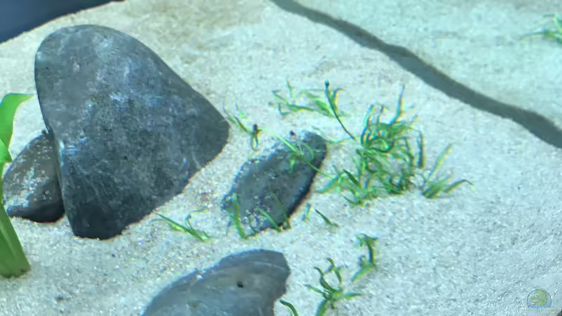 Helanthium tenellum im Aquarium (Einrichtungsbeispiele mit Grasartige Zwergschwertpflanze)