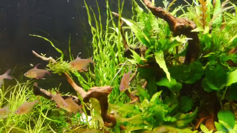 Helanthium vesuvius von Zebraschneggla (22)