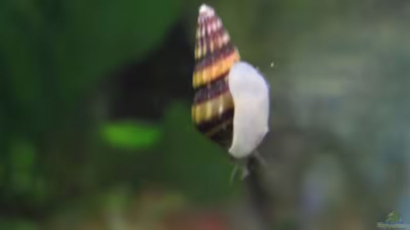 Helena von Jogi (48)