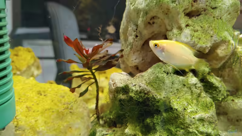 Helena von Juno (19)