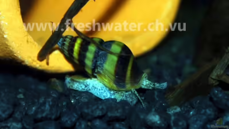 Helena von Teh_D (4)