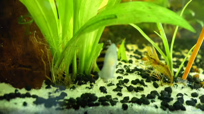 Helena&Rückenstrichgarnele von Lee Kienle (27)