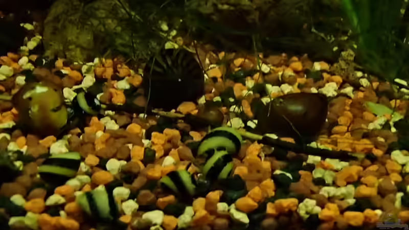 Helferchen frisch eingesetzt von Pflanzennarr (42)