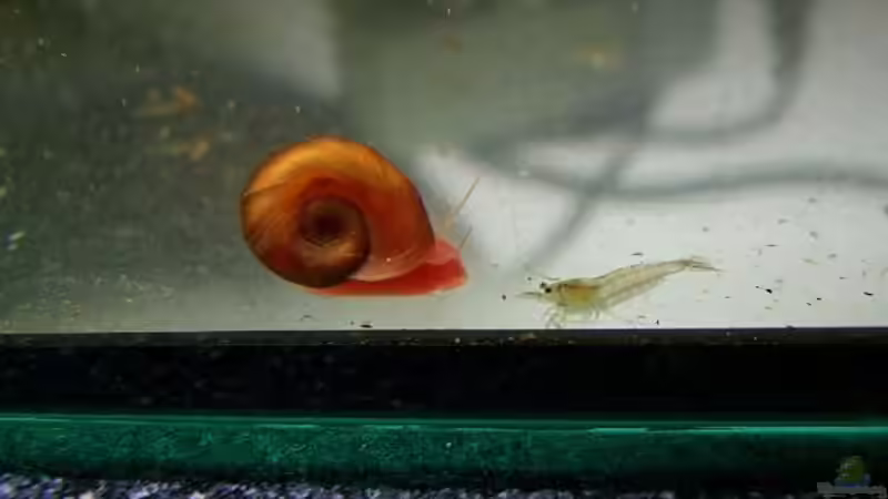 Helferlein, die im Aufzuchtbecken aufräumen von Denise83 (26)