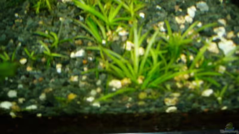 Helianthium tenellum (früher Echinodorus tenellus), eingesetzt am 15.12. 2017) stagniert, keine Rasenbildung.  von Reiner Dr. Med. Jesse (49)