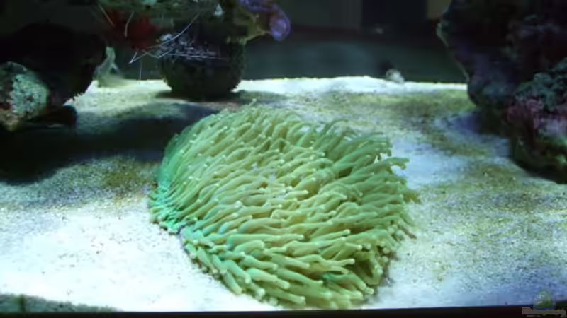 Heliofungia actiniformis von Salzeritis (14)