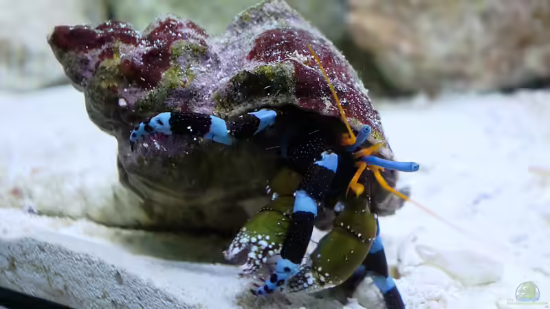 Helloween Einsiedler von Truthahnmann (91)