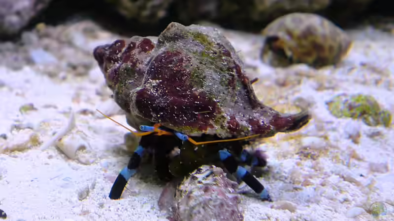 Helloween Einsiedler von Truthahnmann (92)