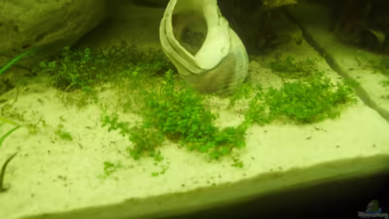 Hemianthus calchoides cuba& Schneckenhaus. von Marcel Wilke (10)