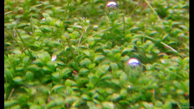 Hemianthus callitrichoides  von Mel&Marc (24)