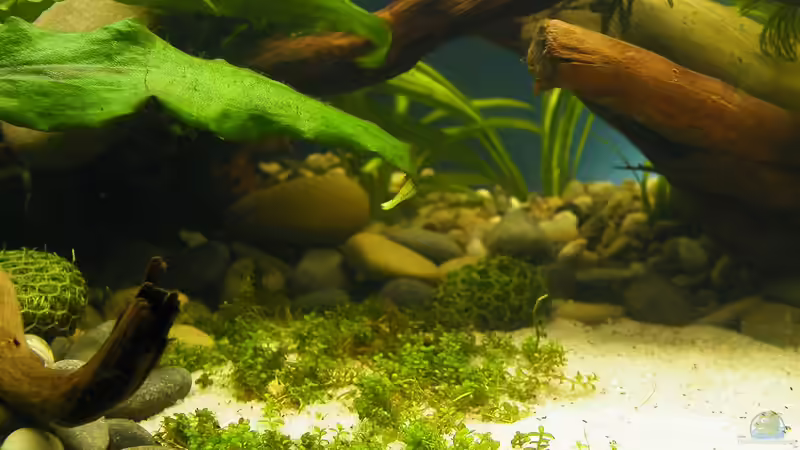 Hemianthus callitrichoides Cuba - 02.07.2011 von bergfrau (23)