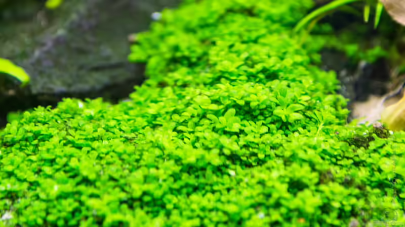 Hemianthus callitrichoides Cuba - HCC - (03.08.15) von Betta Chris (86)