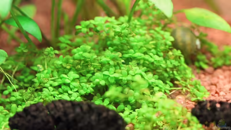 Hemianthus callitrichoides Cuba / Kubanisches Perlkraut 27-05-2012 von Dirk F. (23)