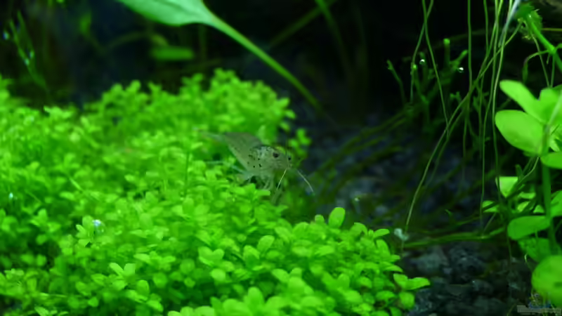 Hemianthus callitrichoides cuba - Kubanisches Perlkraut von Torsten Franke (16)