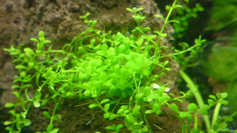 Hemianthus callitrichoides ´cuba´  von Jens Hug (4)