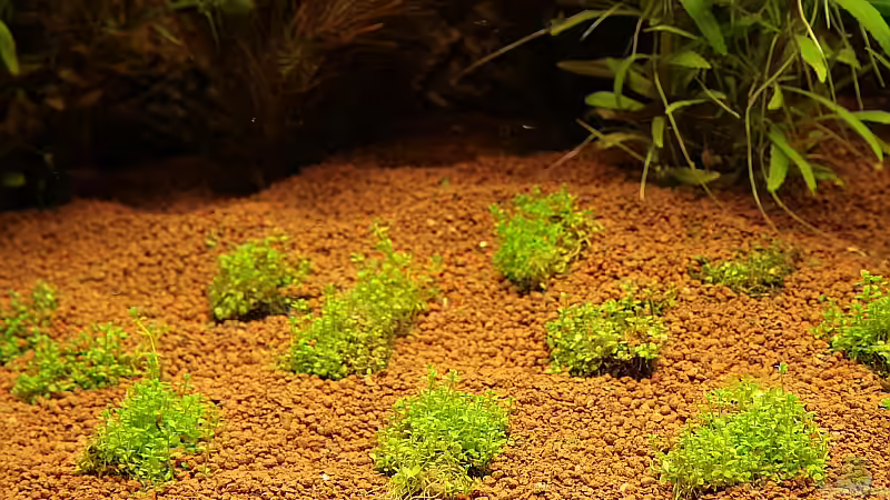 Hemianthus callitrichoides cuba & JBL Manado von Sebastian W. (6)