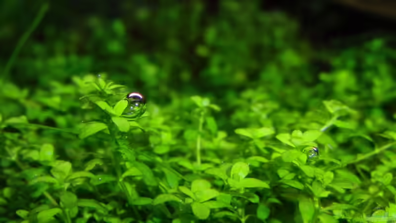 Hemianthus callitrichoides ´cuba´ von Bjarke (28)