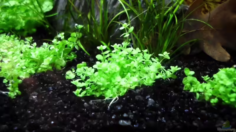 Hemianthus callitrichoides cuba von die Perle... (33)