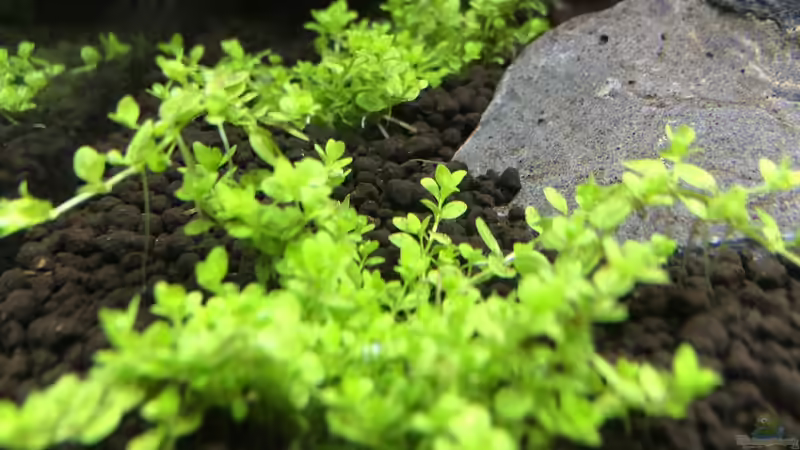 Hemianthus callitrichoides ´Cuba´ von Fabian K. (4)