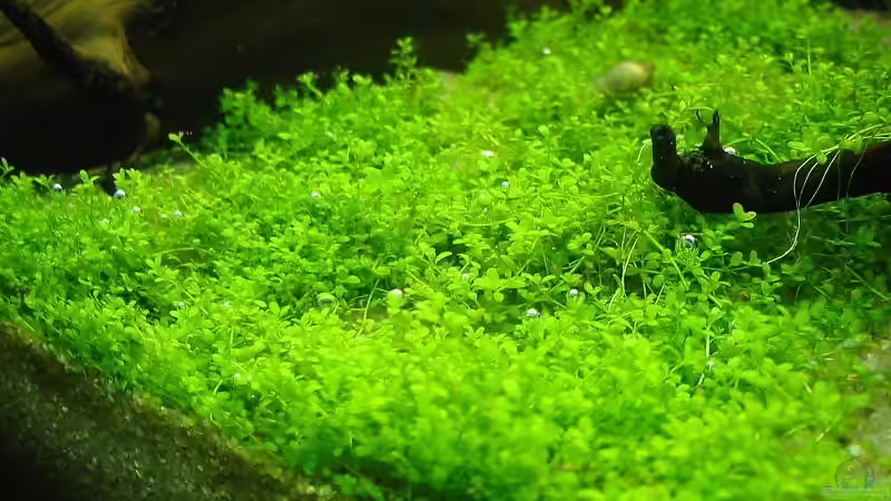 Hemianthus callitrichoides cuba von Frank Joseph (7)