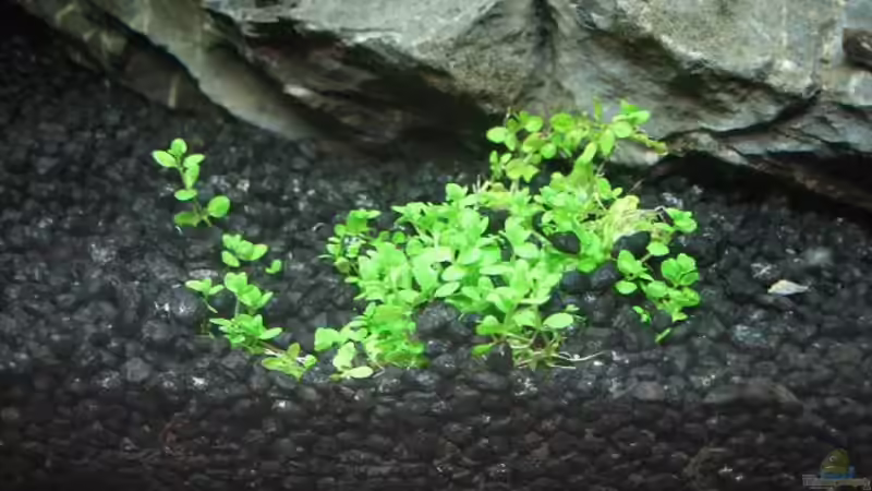 Hemianthus callitrichoides Cuba von Marco B. (16)