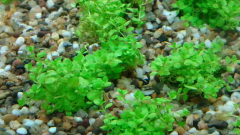 Hemianthus callitrichoides Cuba von Marina (17)