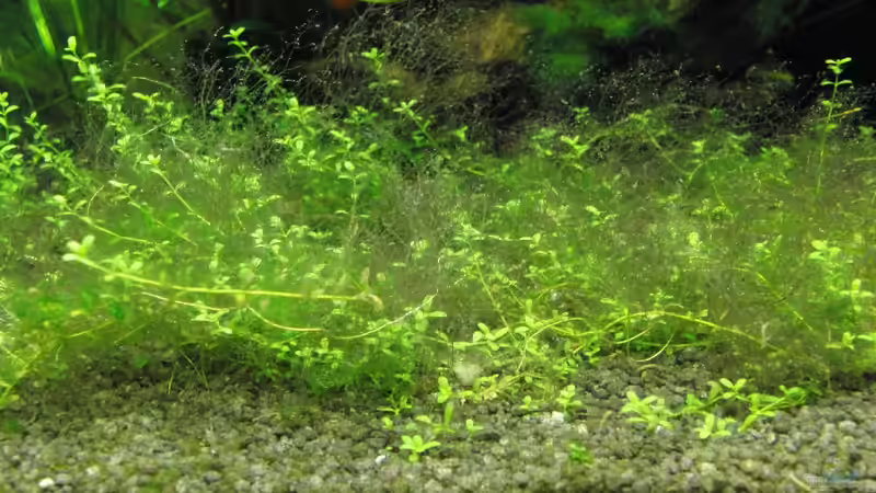 Hemianthus callitrichoides Cuba von Oberregenwurm (5)