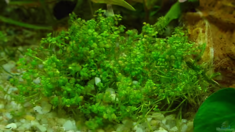 Hemianthus callitrichoides cuba von Sabine Stark (5)