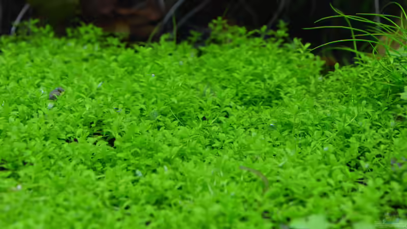 Hemianthus callitrichoides ´Cuba´ von Silvi (5)