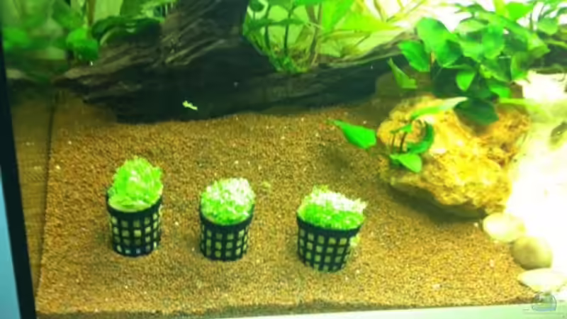 Hemianthus callitrichoides Cuba von spanky_cruz (16)