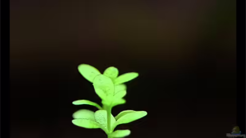 Hemianthus callitrichoides cuba von Tamura (4)