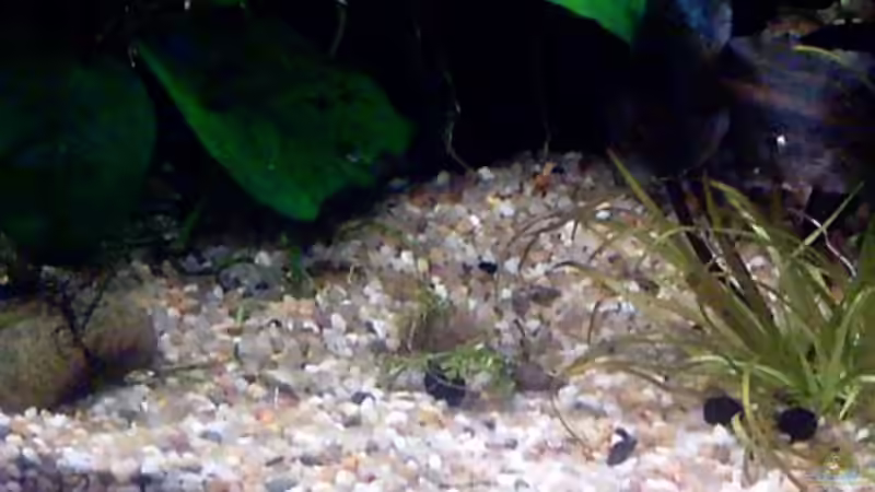 Hemianthus callitrichoides ´Cuba´ von Thomas Schmidt (13)