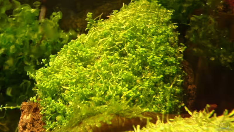 Hemianthus callitrichoides Cuba von Timo Wünsche (20)