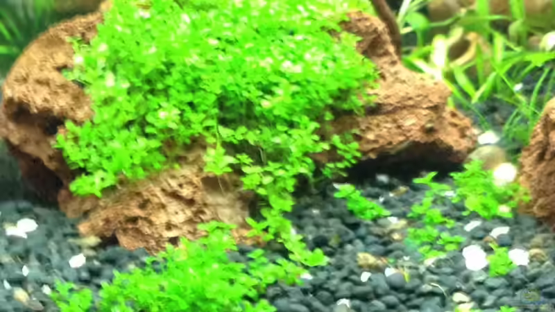 Hemianthus callitrichoides cuba von Walde (43)