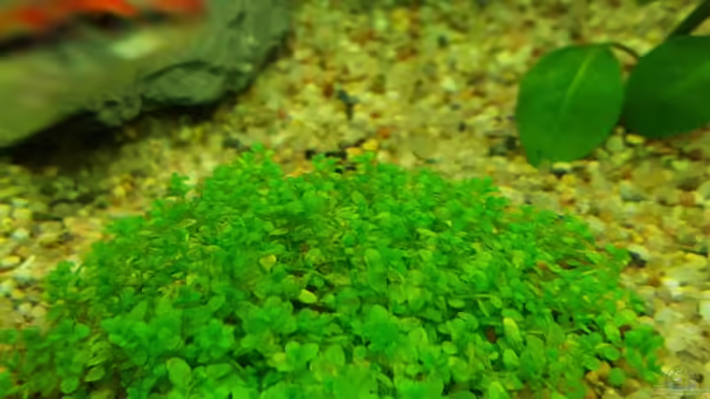 Hemianthus Callitrichoides von Aqua-Ossie (5)