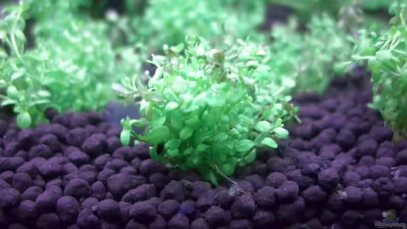 Hemianthus callitrichoides von marspi (6)