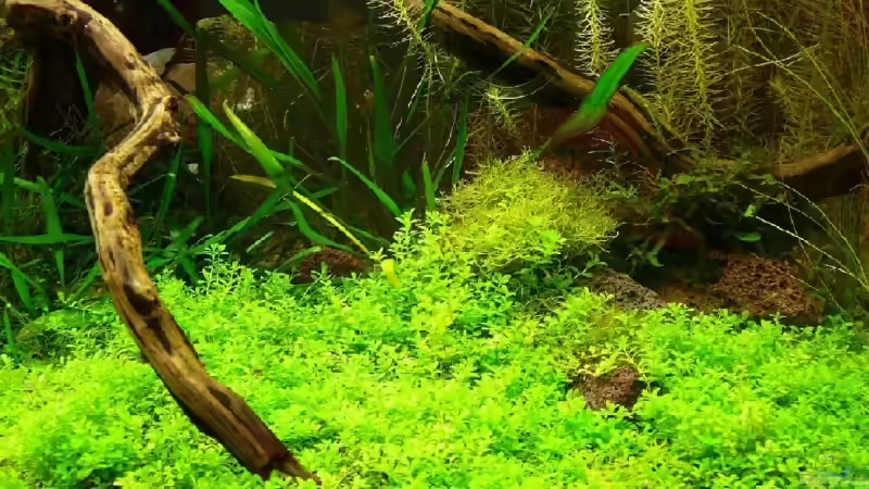 Hemianthus callitrichoides von Thomas Zehren (3)