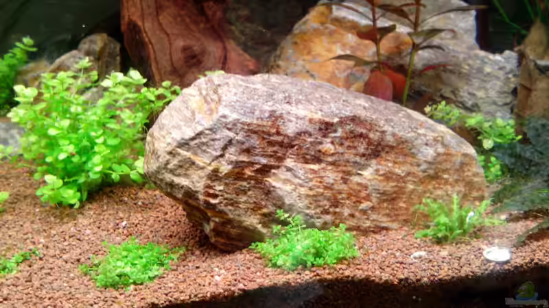 Hemianthus callitrichoides´cuba´ von Neulinger (10)