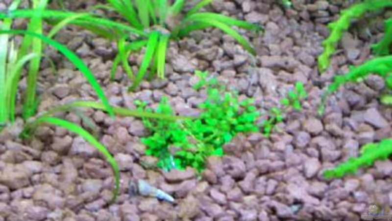 Hemianthus callitrichoides´cuba´ von Thomas Schmidt (18)