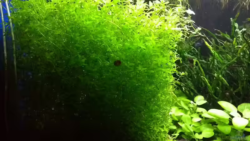 Hemianthus glomeratus 17.03.2018 von C-NA (22)